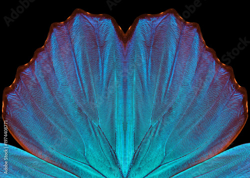 blue color in nature. wings of a blue tropical morpho butterfly. abstract pat...