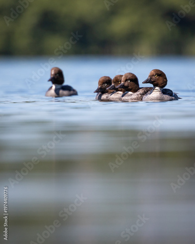 Gągoł Bucephala clangula
