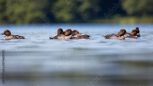 Gągoł Bucephala clangula