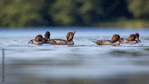 Gągoł Bucephala clangula