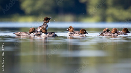 Gągoł Bucephala clangula