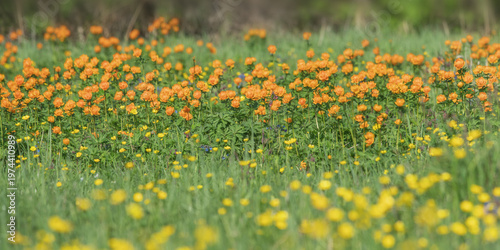 View of a blooming alpine meadow, bright orange flowers, trollius asiaticus, selective focus