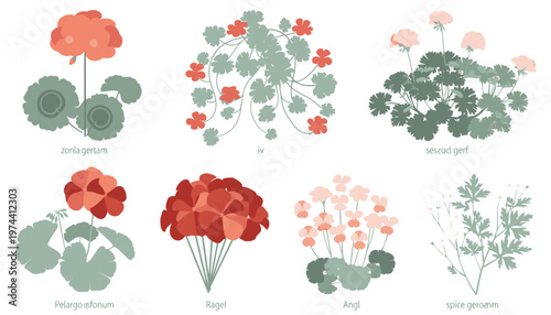 Collection of Various Flower Illustrations and Botanical Drawings.