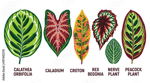 Collection of Calathea Plant Species with Unique Leaf Patterns.