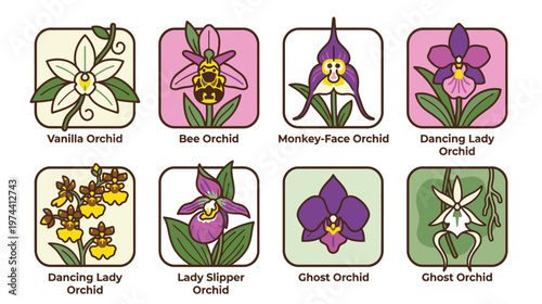 Collection of Various Orchid Flowers and Ghost Orchids.