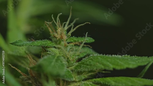 A detailed macro shot of a cannabis plant showcasing its vibrant green leaves and developing buds covered in trichomes. The image highlights the intricate textures and natural beauty of the plant