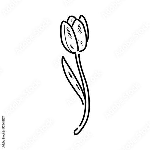 Hand drawn line drawing of tulips with stems and leaves, elegant floral art, black outline on white background. A beautiful collection of tulip, illustrated in a black and white sketchy line art style