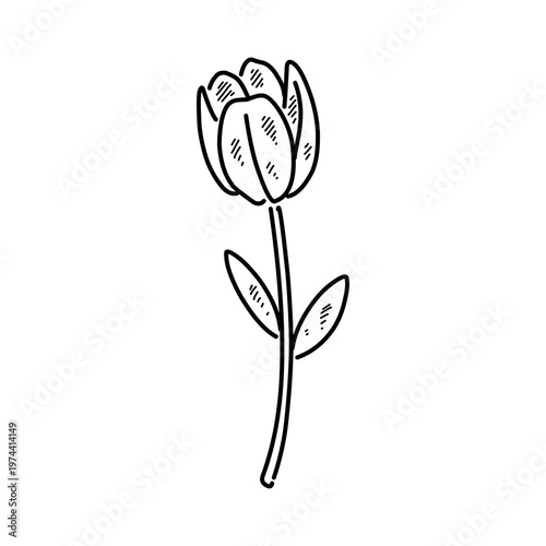 Hand drawn line drawing of tulips with stems and leaves, elegant floral art, black outline on white background. A beautiful collection of tulip, illustrated in a black and white sketchy line art style