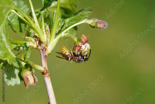 Queen of a common wasp (Vespula vulgaris), family Vespidae on flower of a jostaberry (Ribes × nidigrolaria), a complex-cross fruit bush. Spring, April, Netherlands.