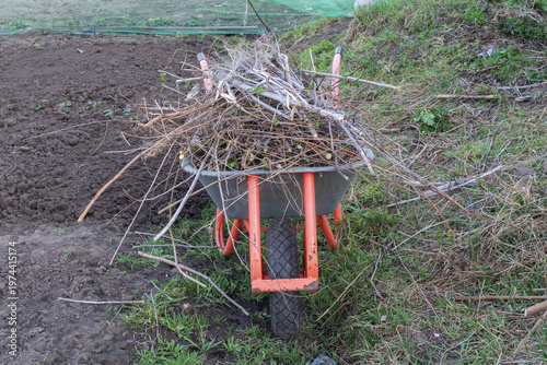Wheelbarrow filled with dry branches and plant debris in garden. Concept of seasonal cleanup, agriculture and outdoor work