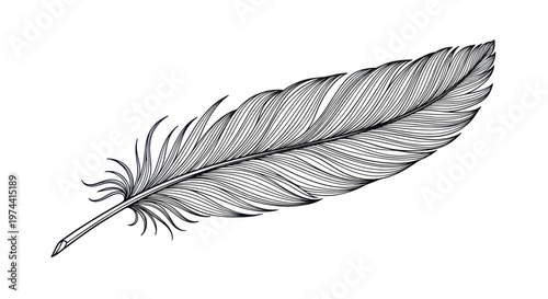 Elegant Quill Feather Drawing
