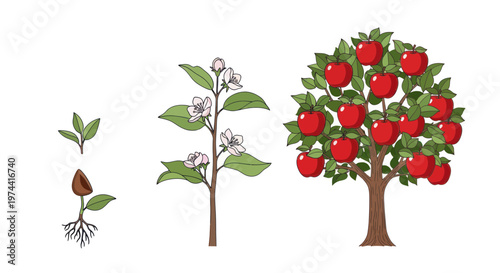 Apple Tree Growth Stages: Seed, Sapling, Blossom, and Fruiting Tree