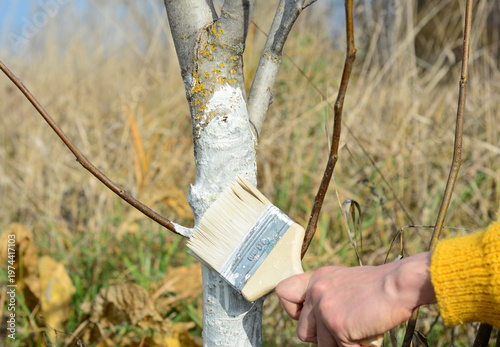 Whitewashing tree trunk by gardener hand with brush