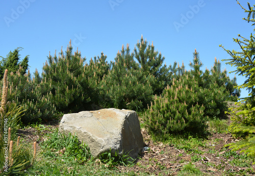 Mountain Pine Pinus mugo in Garden Landscape