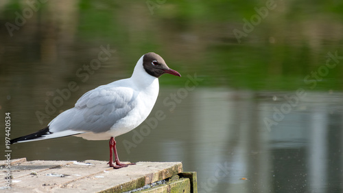 Black-headed gull standing elegantly by the quiet water