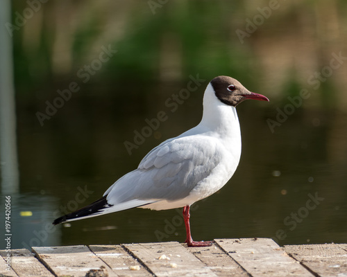 Black-headed gull standing proudly by the serene water's edge
