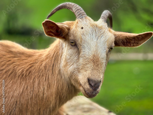 Curious Young Goat with Horns Standing in Sunny Farm Field