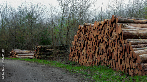Logs stacked along a forest path in early spring near a wooded area