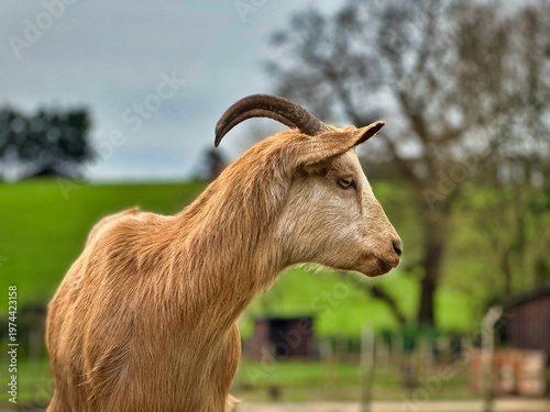 Curious Young Goat with Horns Standing in Sunny Farm Field