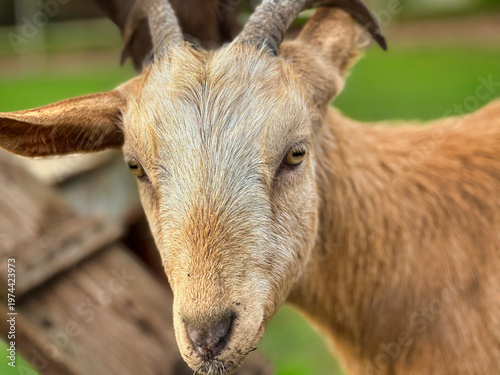 Curious Young Goat with Horns Standing in Sunny Farm Field