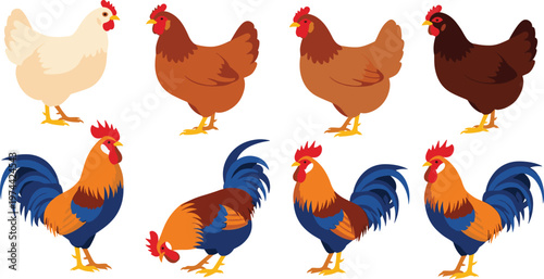 Chicken and Rooster Vector Illustration Set with Farm Poultry Animals in Different Colors and Poses for Agriculture and Livestock Design