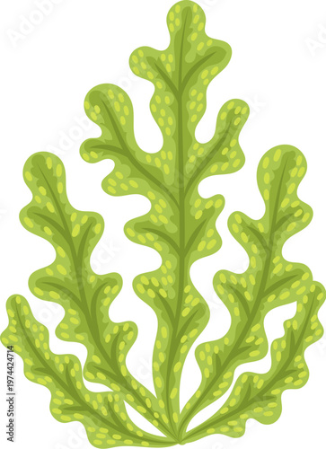Tropical sea aquatic life green seaweed leaves. Ocean aquatic flora, aquarium life undersea isolated vector seaweed. Coral reef underwater algae leaf or tropical sea bottom water plant