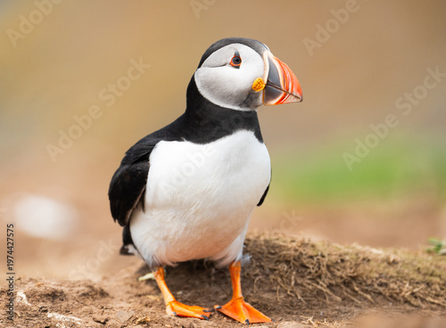 Full body profile of a wild Atlantic Puffin standing on a dirt mound, Skomer Island.
