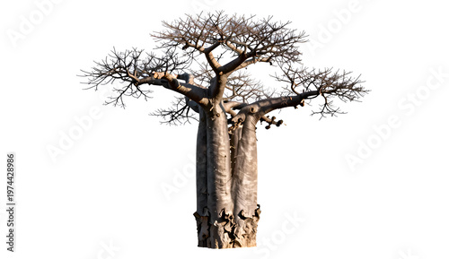 dead tree isolated on white
