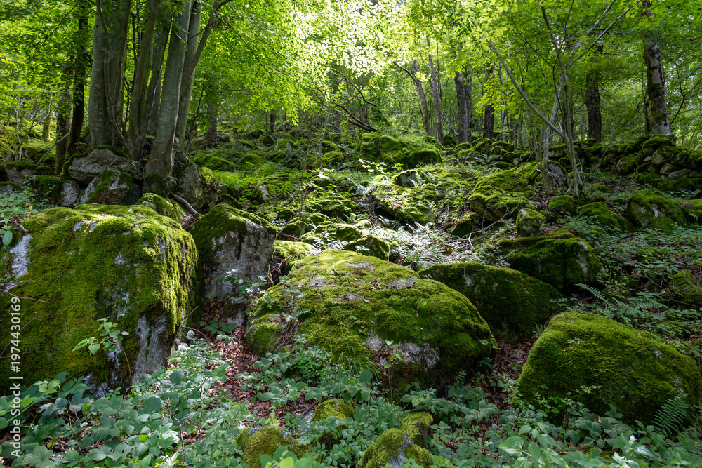 Obraz premium Stunning landscapes and granite peaks of Val di Mello nature reserve in the Italian Alps.