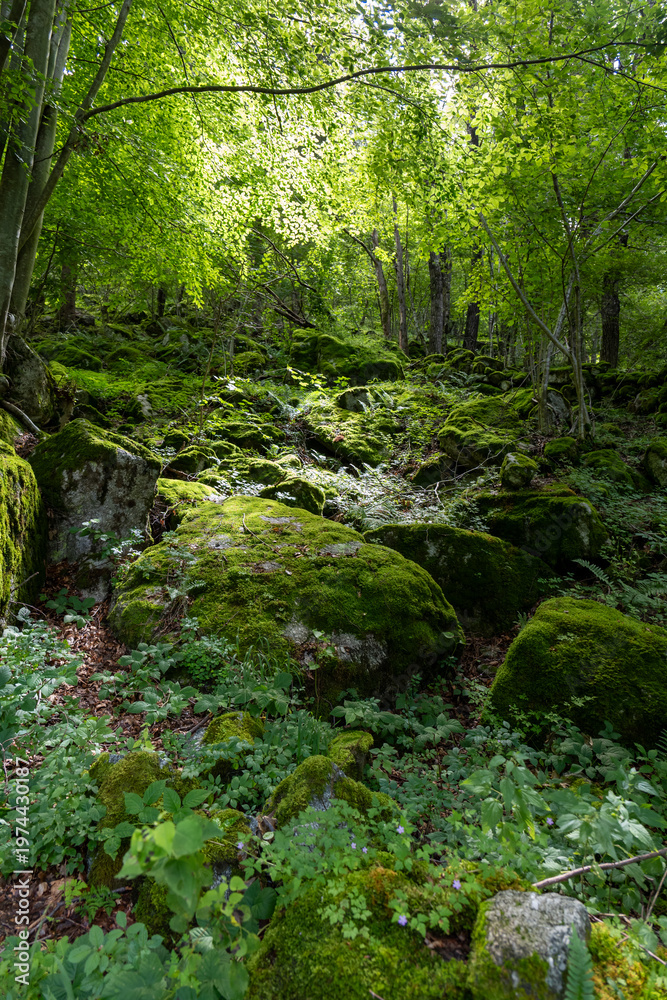 Obraz premium Stunning landscapes and granite peaks of Val di Mello nature reserve in the Italian Alps.