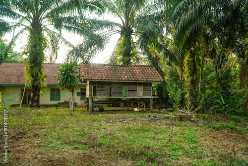 Tableau sur toile Rustic wooden house elevated on stilts surrounded by tall palm trees in a lush green rural setting with overgrown grass and dense foliage under soft natural light
