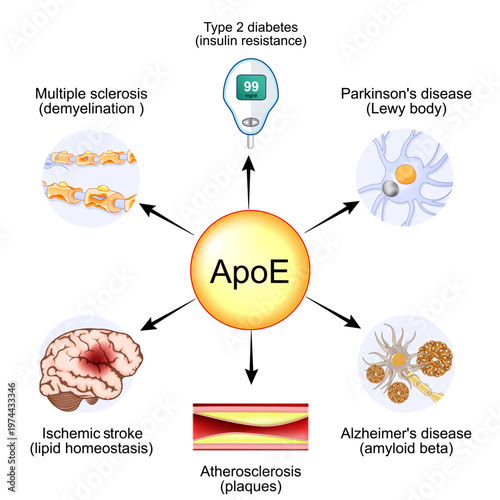 Apolipoprotein E. ApoE and Lipid homeostasis.. Apo-E protein