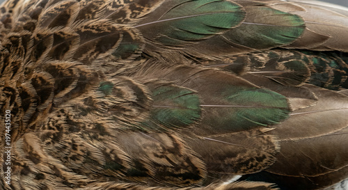 Duck feather macro texture, earthy brown tones with subtle green sheen, layered waterproof structure, natural lighting, realistic detail.