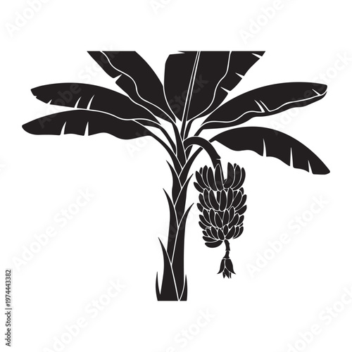 A striking black silhouette of a banana plant features its characteristic large leaves and a dangling bunch of immature bananas.