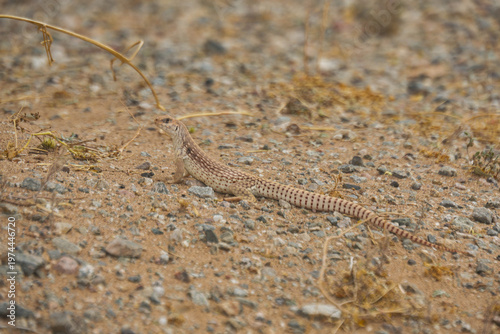 A Tiger Whiptail lizard rests on the ground at Auxiliary Airfield II, Yuma, Arizona, March 31, 2026.