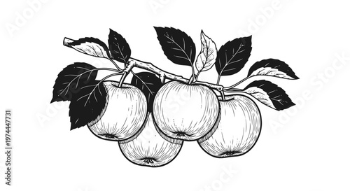 Vector illustration of hand drawn illustration of a branch with four apples on a transparent background