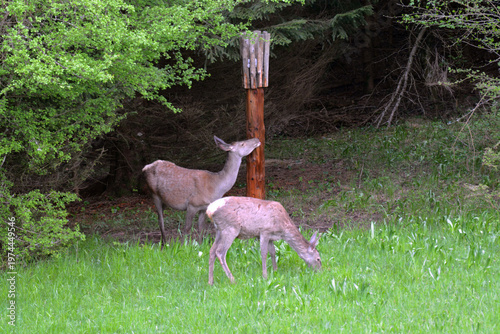 Photography Red deers feeding at salt lick in forest clearing