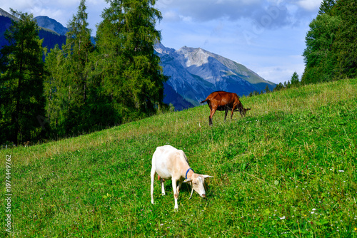 Saanenziegen in Sankt Anton am Arlberg (Tirol)	