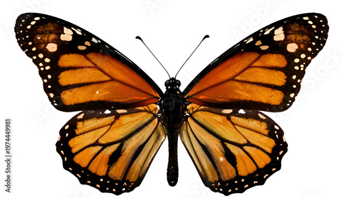 butterfly isolated on white background