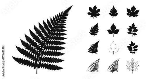 Vector illustration of collection of various black leaf silhouettes and fern fronds on a transparent background