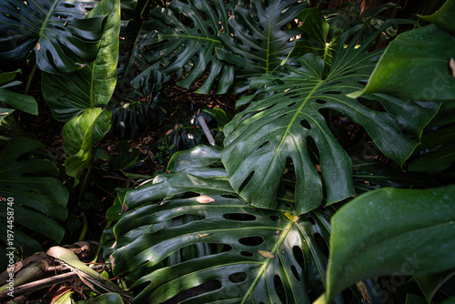 Deep green monsterra leaf tropical rainforest plant
