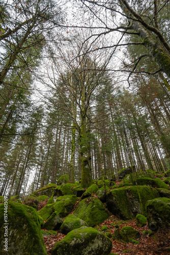 Deep forest ground with lush green moss and granite rocks in Bagni di Masino, Italy.
