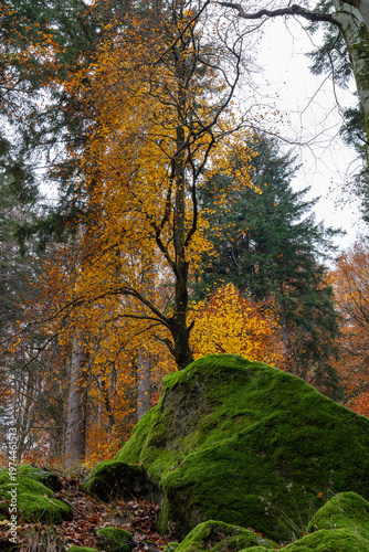 Deep forest ground with lush green moss and granite rocks in Bagni di Masino, Italy.
