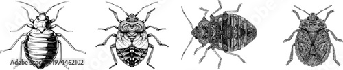 A detailed bed bug illustration showcases its segmented body and elongated antennae against a stark white background, rendered in elegant black outlines with intricate line art for precision tracing