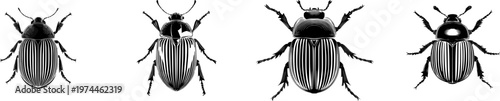 A minimalist vector illustration of a Colorado potato beetle with striped back and solid black shape set against a pure white background
