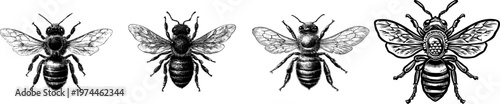 A classic vintage honey bee emblem logo design features a bold black ink outline of a detailed, realistic bee on a solid white background, suitable for vectorization with sharp contrast and clear