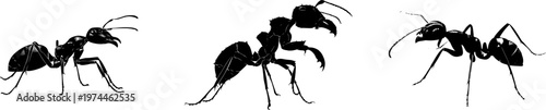 A detailed army ant soldier illustration showcases its stark black silhouette with sharp, crisp edges against a pure white background, rendered in flat vector style for minimalist stencil design