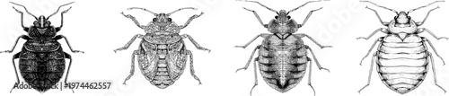 A meticulously detailed bed bug illustration features a sharp black outline against a solid white background, showcasing intricate monochrome patterns in a symmetrical line art style with clear