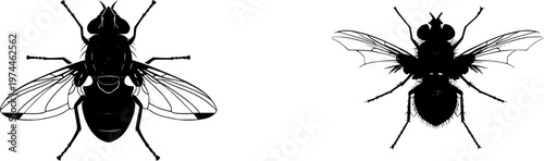 A detailed blow fly illustration showcases a sleek metallic body shape with stark black silhouette, rendered in flat vector style on a pure white background, featuring crisp high contrast edges and