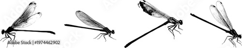 A detailed Common Blue Damselfly illustration in a flat vector style, showcasing its stark black silhouette against a pure white background with crisp high contrast edges and minimalist stencil